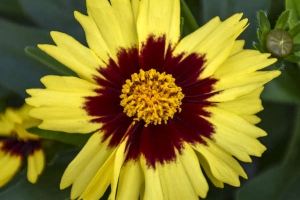 Coreopsis 'Uptick Yellow and Red' NEW 2022